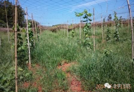 全丰航空植保科技公司和中国农业大学共同研究海南经济作物防治模式